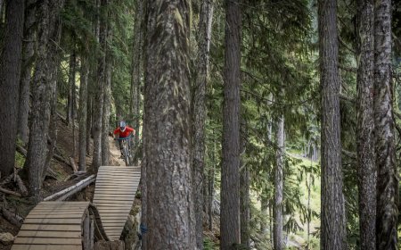 Mountain Bikers Nearly Run Into Bears in Whistler Bike Park