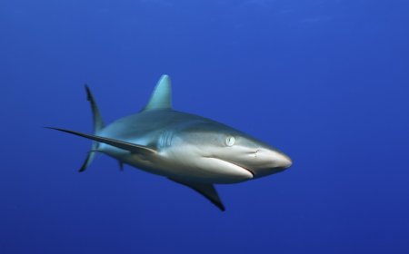 Diver Captures His Own Frightening Shark Attack on Camera