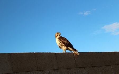 WATCH: Hawk Perches on Fence, Squirrel Couldn’t Care Less