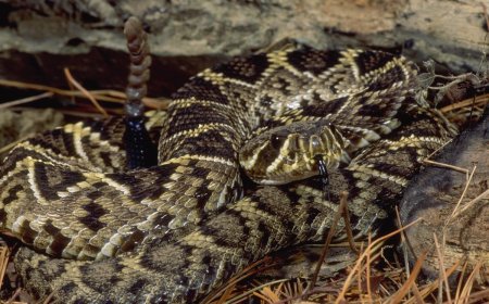 PSA: Rattlesnakes Can Swim, So Watch Where You Wade