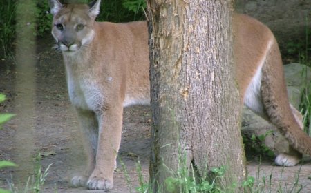 Mountain Lion Removes Tranquilizer Dart, Chews and Spits It out