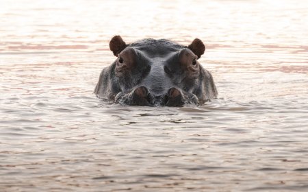 Hippo Charges at Safari Boat in Botswana (Viral Video)
