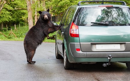 ‘Bears Everywhere’: Couple Films Bears Breaking Into Parked Cars