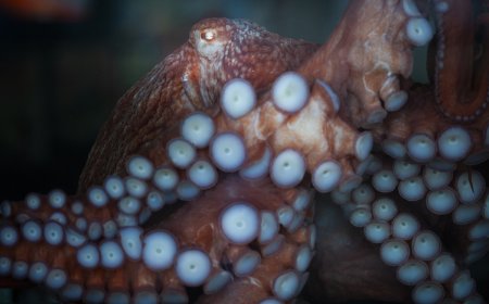 WATCH: Fisherman Struggles to Remove Octopus From His Face