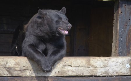 Bear Breaks Into Breckenridge Hotel, Eats M&Ms (Video)