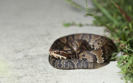 High School Student Finds Venomous Snake in Football Helmet