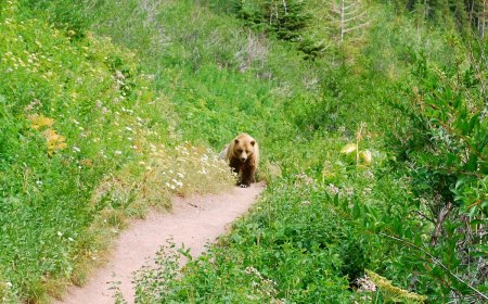 Hiker Spots Grizzly Bears Sliding Down Mountainside in Glacier