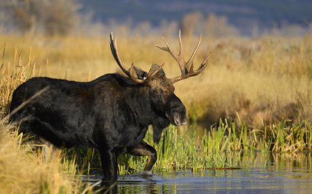 WATCH: Group of Bachelor Moose Crosses River in Front of Family