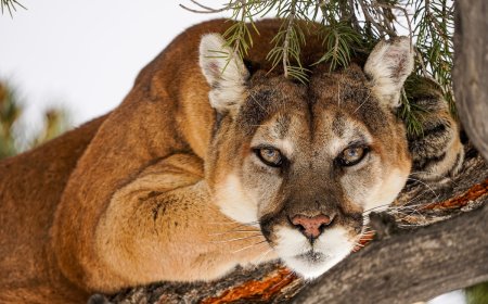 ‘What an Honor’: Woman Has Calm Mountain-Lion Encounter