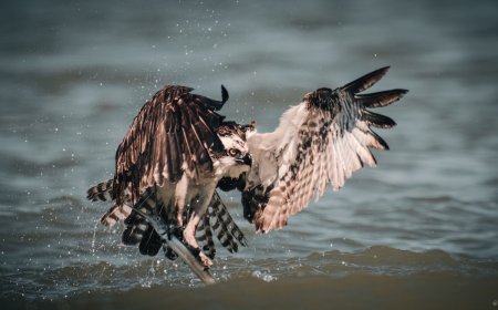 ‘Looks Like a Pterodactyl!’: Osprey Lands on Roof With Long Prey