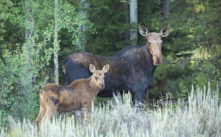 WATCH: Moose Mom and Calves Race Past Trail Cam in Alaska