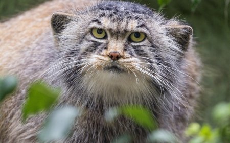 Caught on Trail Cam: Rare Footage of a Wild Pallas’s Cat