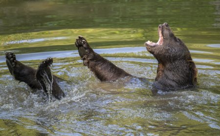 Large Bear Cools off in Backyard Pool Near Los Angeles