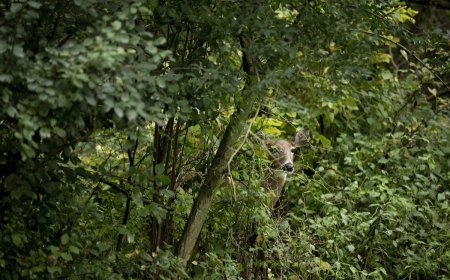 Can You Find the Hidden Deer Peeking at You in This Photo?