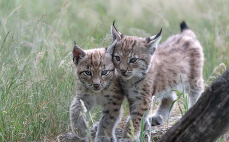 Rare Sight: Lynx Kitten and Mom Spotted on Colorado Trail Cam