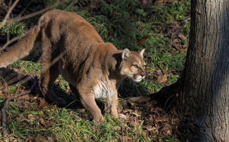 Coyotes Yip Wildly as Mountain Lions Pass Through Campground
