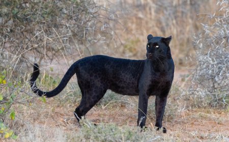 Trail Cam Captures Footage of Rare Black Leopard in Nepal