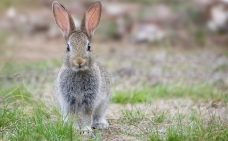 ‘Bro, Why?’: Aghast Bystander Films Bunny vs. Snake Battle