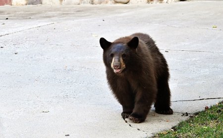 Bear Attacks Man at Apartment Complex in Colorado