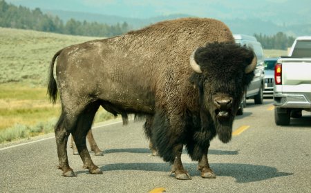 Tourists Stand Three Feet From Bison at Yellowstone (Video)