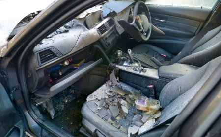 300-Pound Bear Dies After Being Locked in a Vehicle for Days