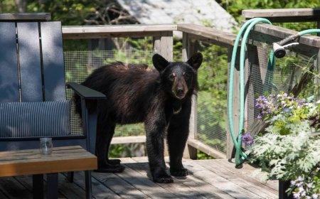 Viral Video: Baby Bear Snatches Trash Can From Cabin Balcony