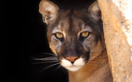 ‘I Hate It When Cougars Hunt You’: Mountain Lion Stalks Hikers