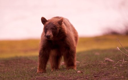 Yosemite Visitors Stoked to See a Bear (Hear Their Reaction)