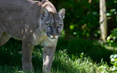 Hiking PSA: Not All Chirps Are Birds (Could Be a Mountain Lion)
