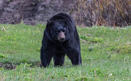 Bear Breaks Through Cabin Window in Lake Tahoe (Video)