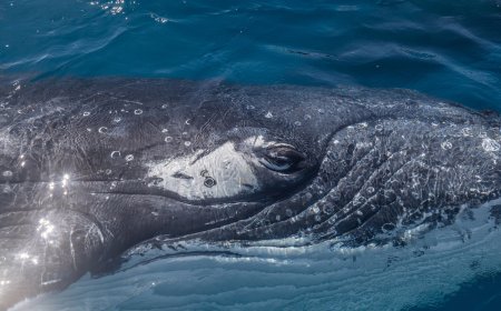 WATCH: Massive Whale Lunges for Fish Right Next to Small Boat