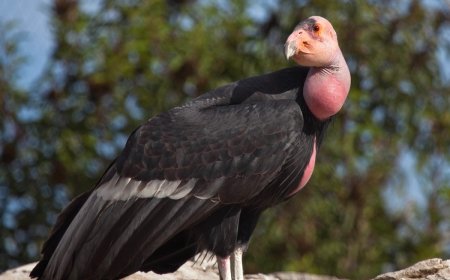 Endangered California Condors Photo Bomb Remote Camera