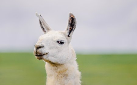 Random Llama Strolls Around California Preserve (Video)