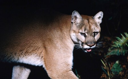 Park Ranger Walks Through What to Do If You See a Cougar