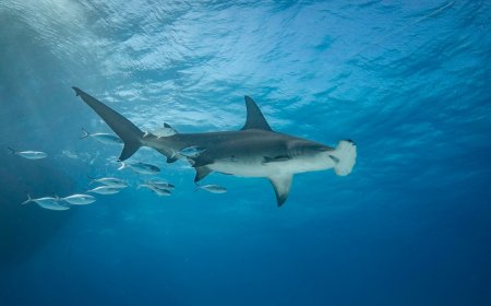 Drone Records Rare Hammerhead Shark off California Coast