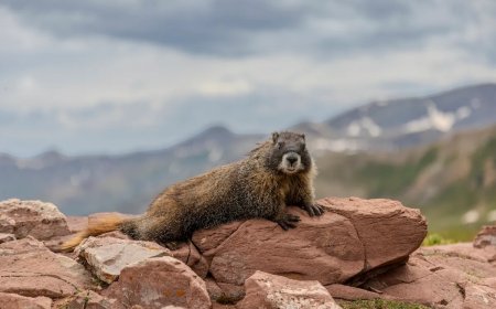 The Inaugural ‘Fat Marmot Week’ Is About to Begin