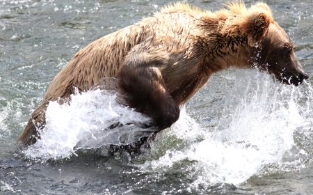 This Brown Bear’s Fishing Method Is Downright Hilarious (Video)