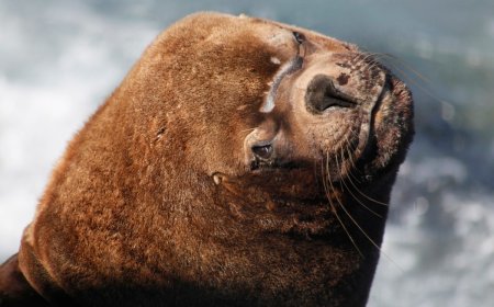 Massive Sea Lion Boards Docked Fishing Boat, Steals Bait Box