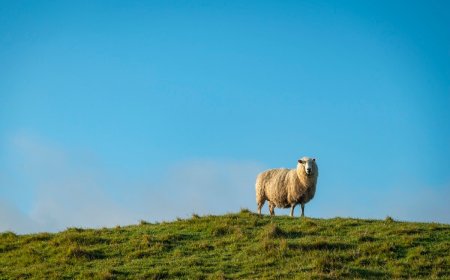 WATCH: Bizarre Goose vs. Sheep Battle in New Zealand