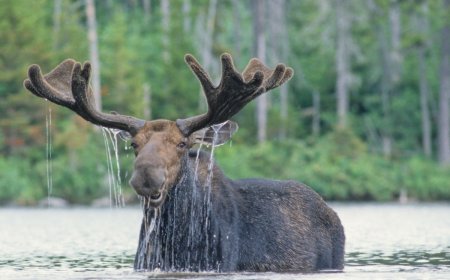 Moose Visits Pond for a Swim at Utah Resort (Video)