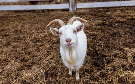 WATCH: Goats Hop on City Bus in Hilarious Viral Video