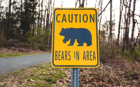 There Were Four Bear Attacks in Colorado Last Week