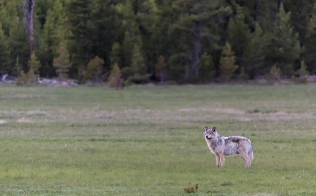 WATCH: Wolf Follows Man at Yellowstone National Park