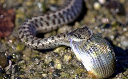 ‘Thankssss!’: Sneaky Snake Steals Fish from Angler (Video)