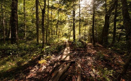 Name That Creature: Hikers Share Trail With Mystery Animal