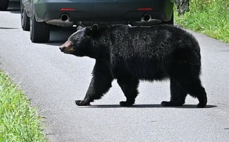 WATCH: Young Girl Spots a Bear in Her Family’s Kitchen