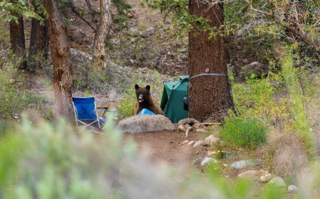 WATCH: Bear Sacks Tent in Yosemite Campground