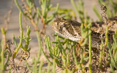 Man Spots Rattlesnake on Southern California Beach (Video)