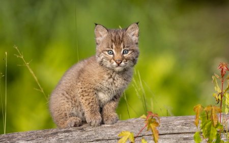 WATCH: Baby Bobcats Play With a Snake in Front of Trail Cam