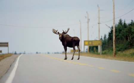 Viral Video: Massive Moose Shows Who’s Boss on Alaska Highway
